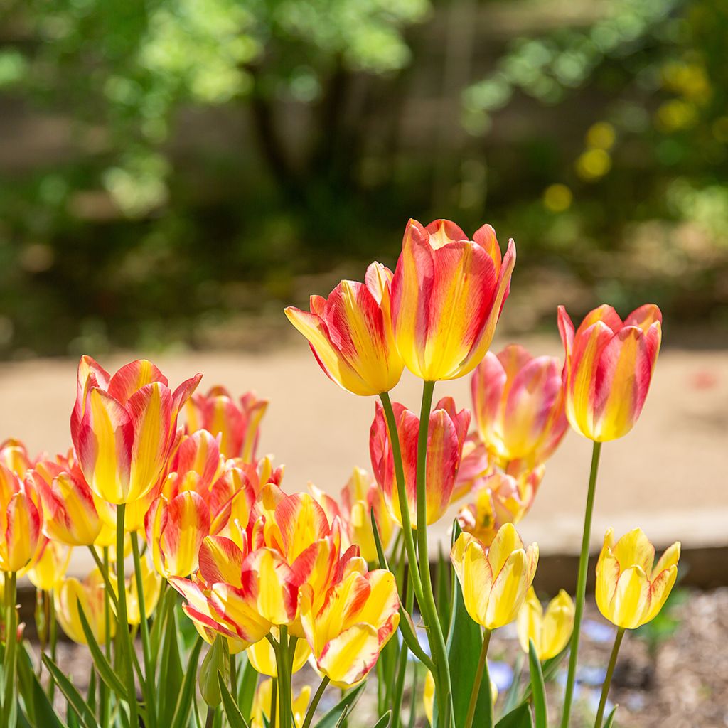 Tulipano Multiflora Antoinette