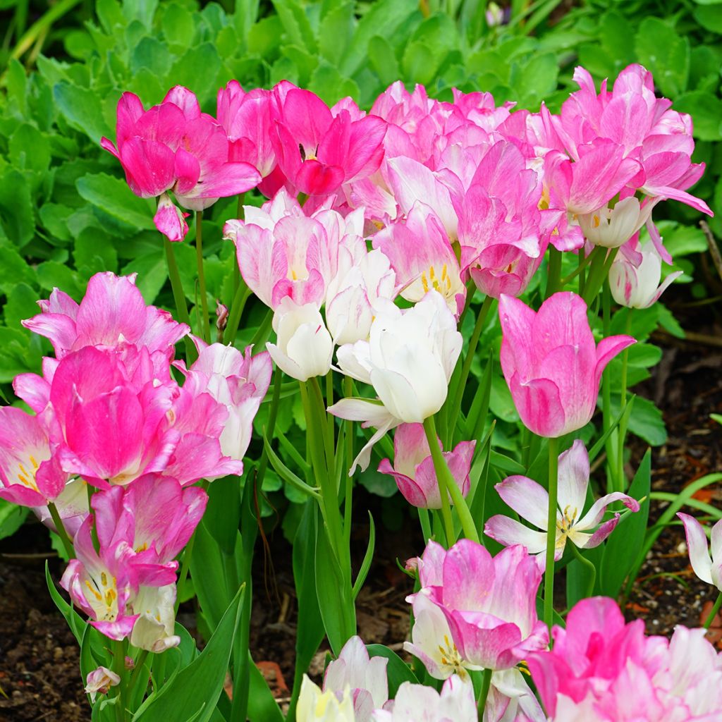 Tulipano Multiflora Candy Club