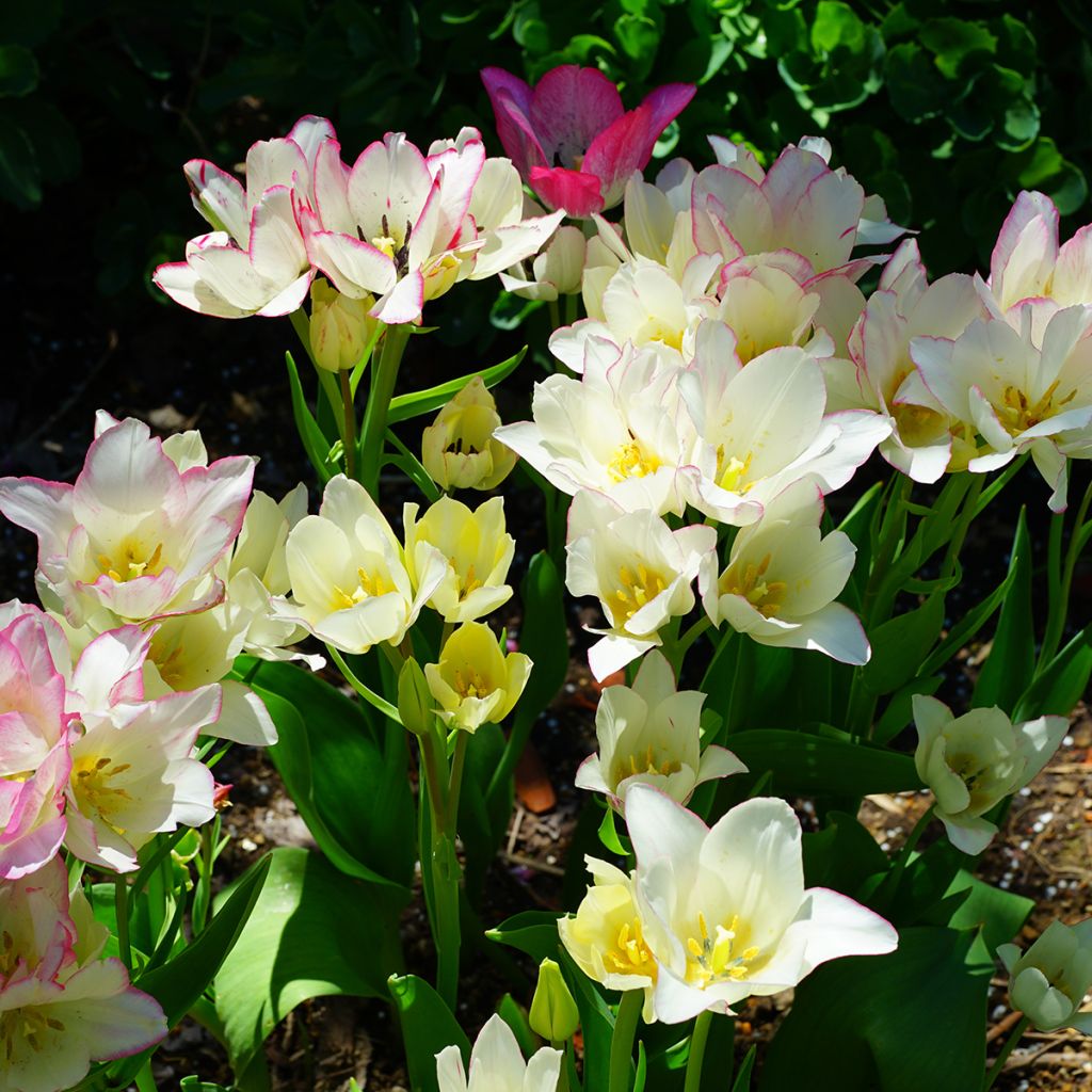 Tulipano Multiflora Candy Club