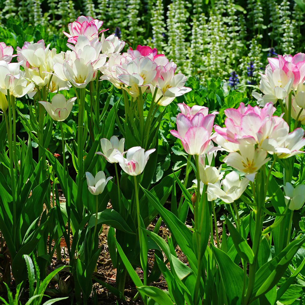 Tulipano Multiflora Candy Club