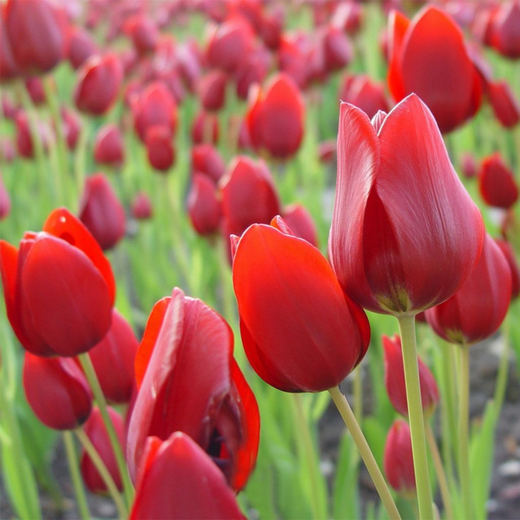 Tulipe pluriflore Red Georgette