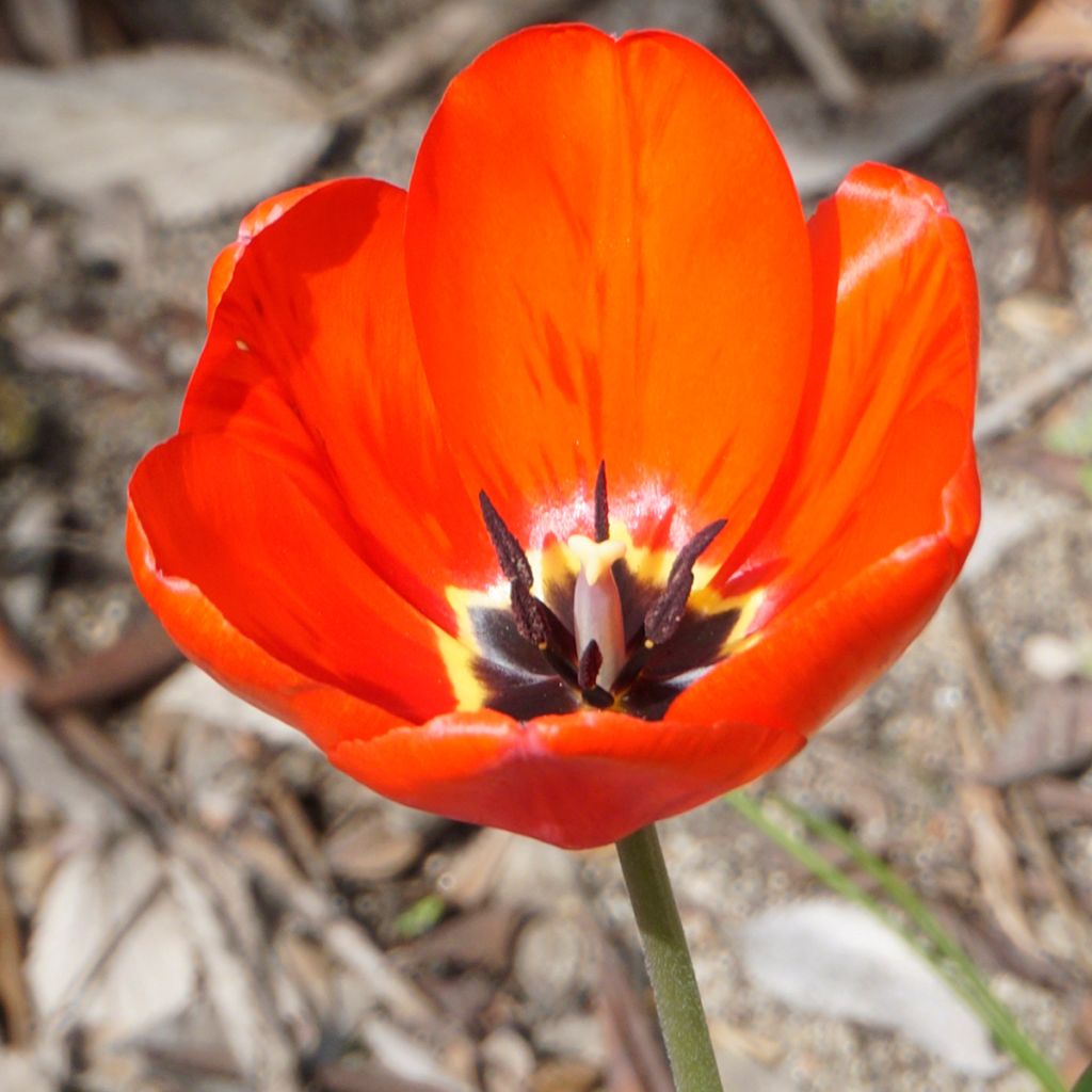 Tulipano Multiflora Red Georgette