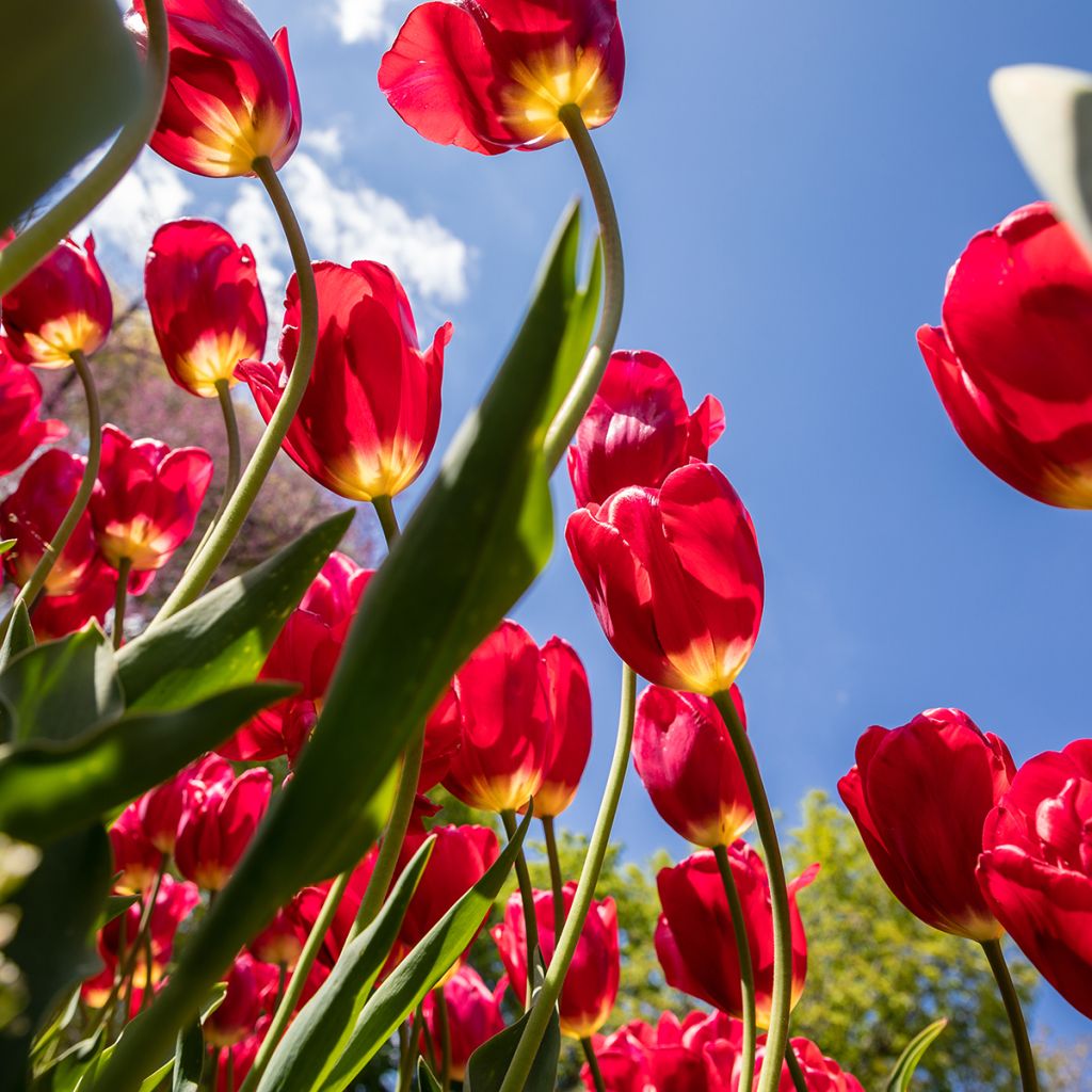 Tulipano Multiflora Red Georgette