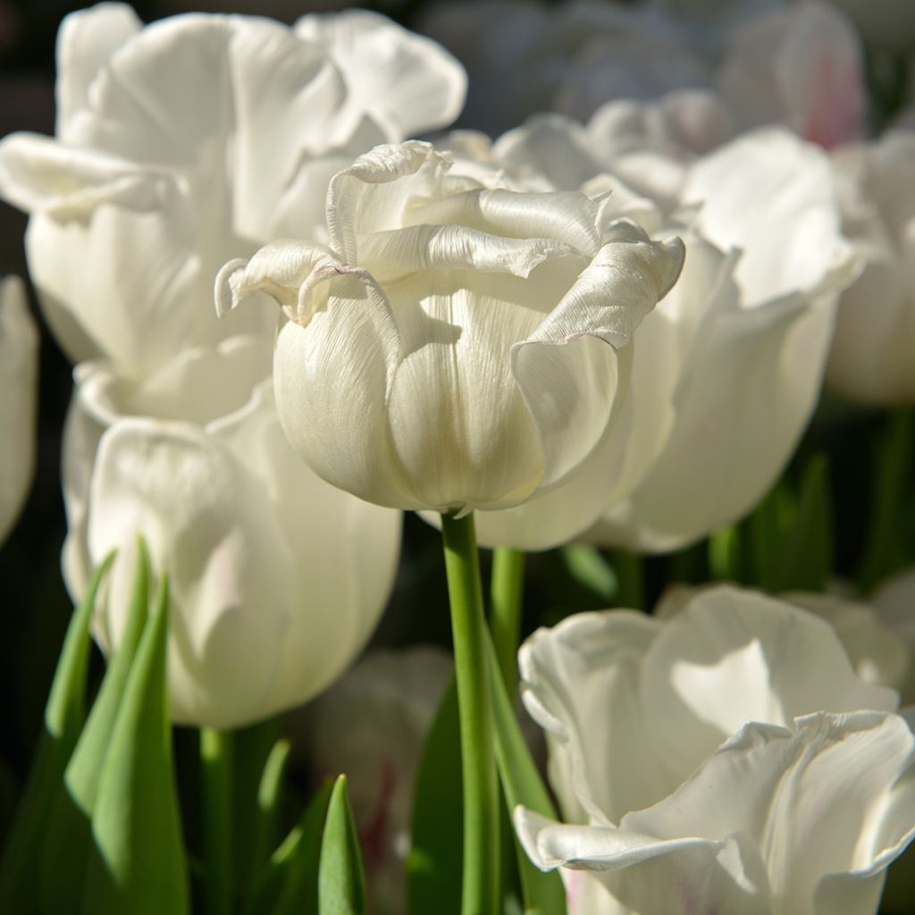 Tulipano Multiflora Weisse Berliner