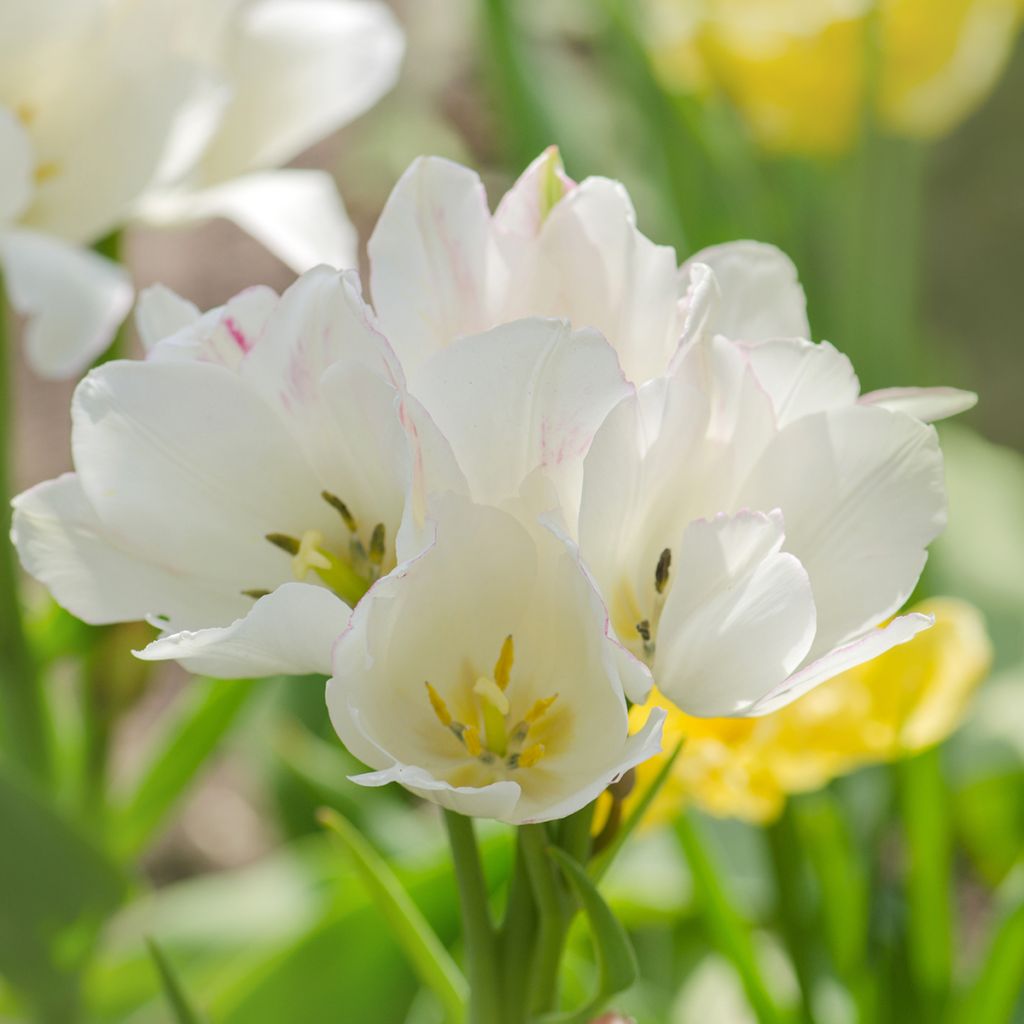 Tulipano Multiflora Weisse Berliner