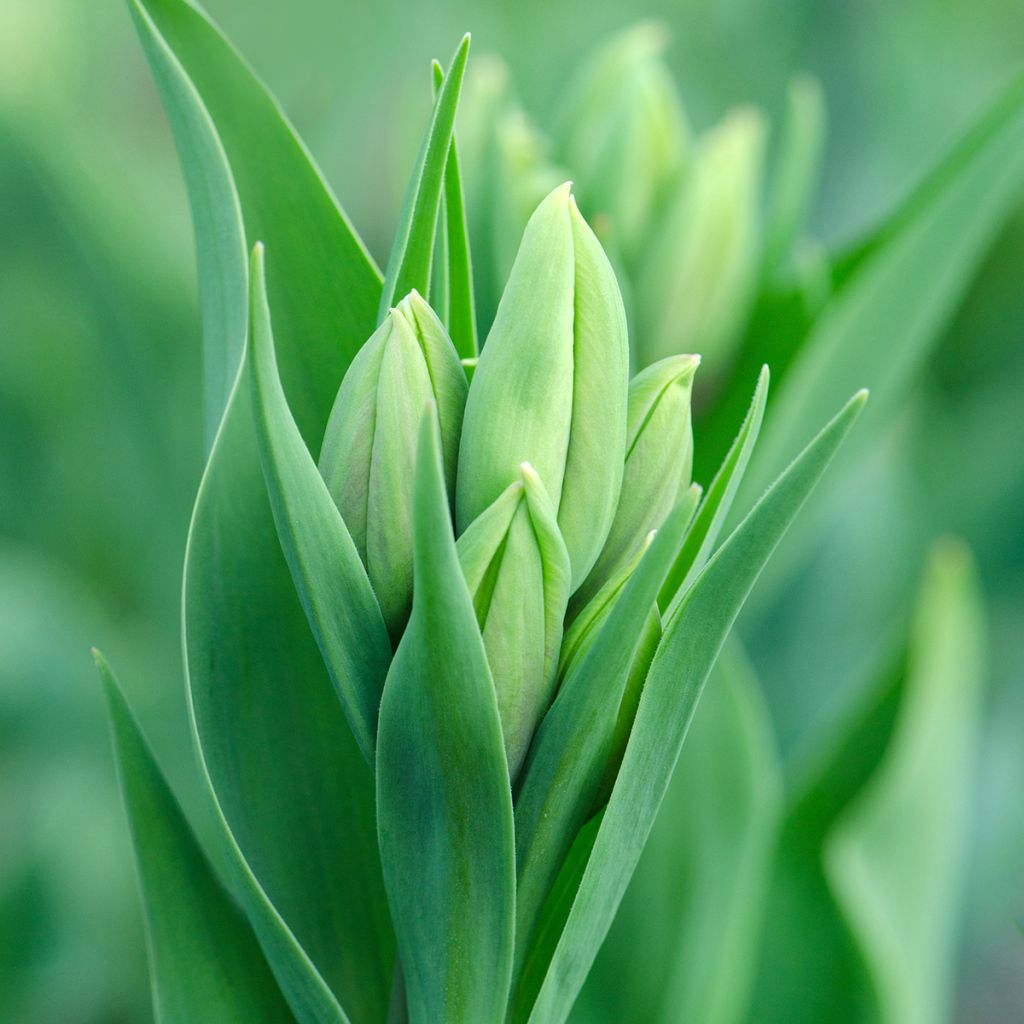 Tulipano Multiflora Weisse Berliner