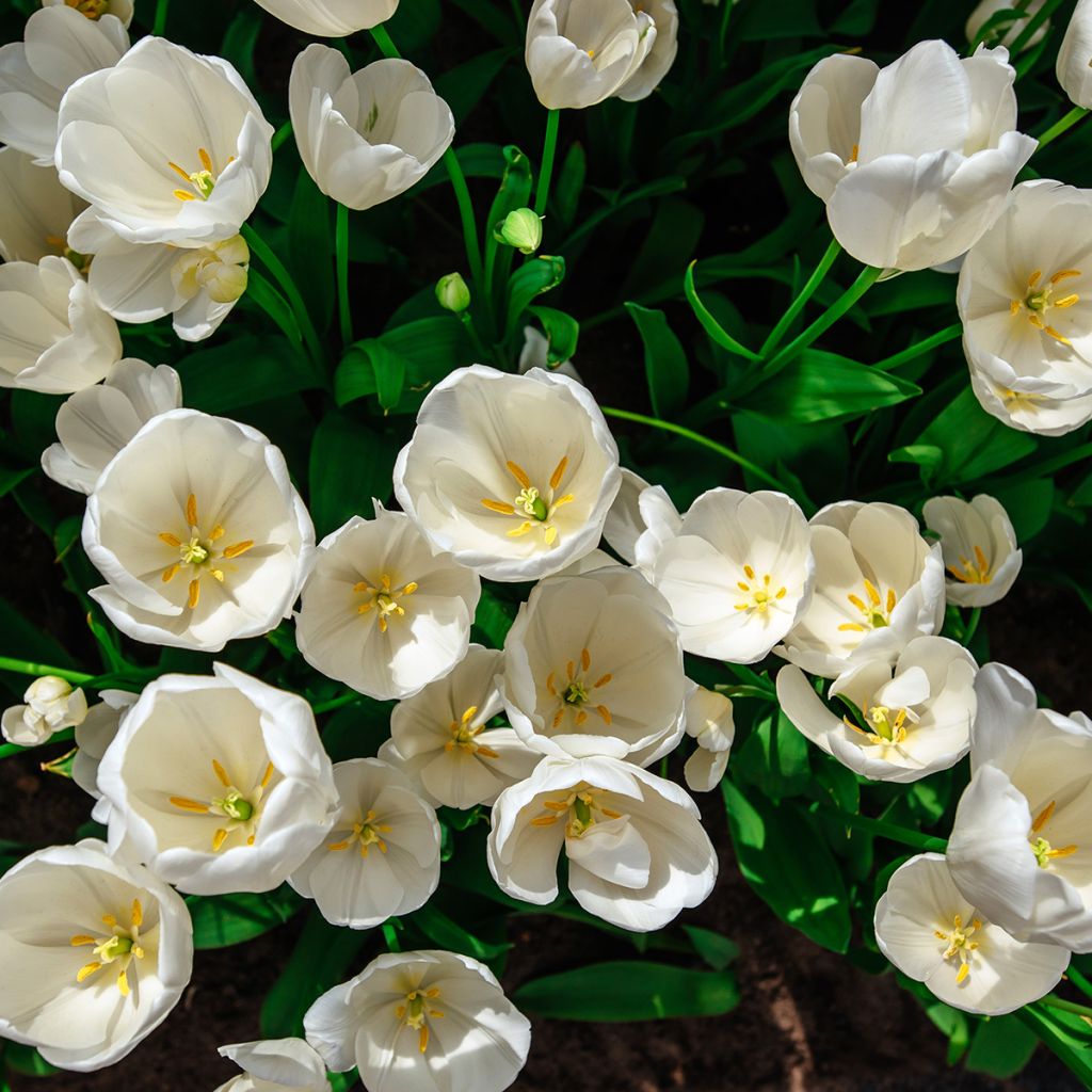 Tulipano Multiflora Weisse Berliner