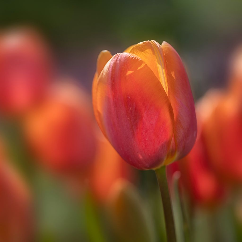 Tulipano Dordogne