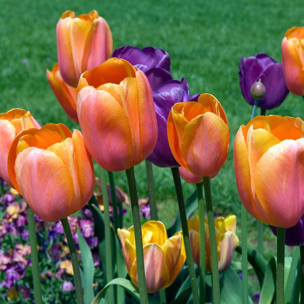 Tulipano Dordogne