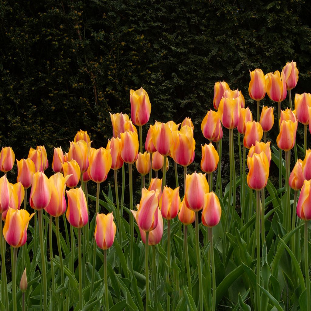 Tulipano Dordogne