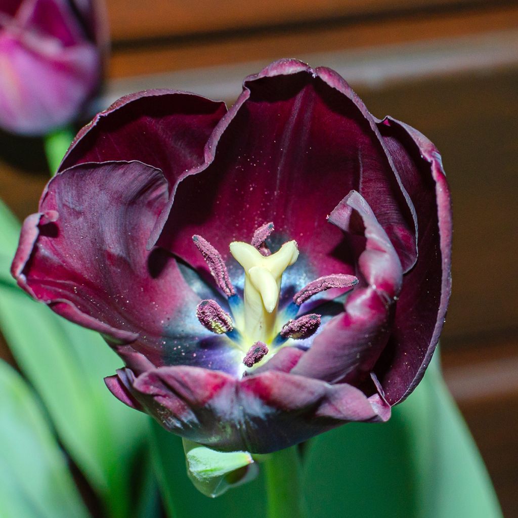 Tulipano Reine de la Nuit