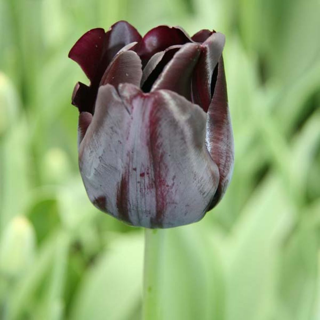 Tulipe Triomphe Black Charm