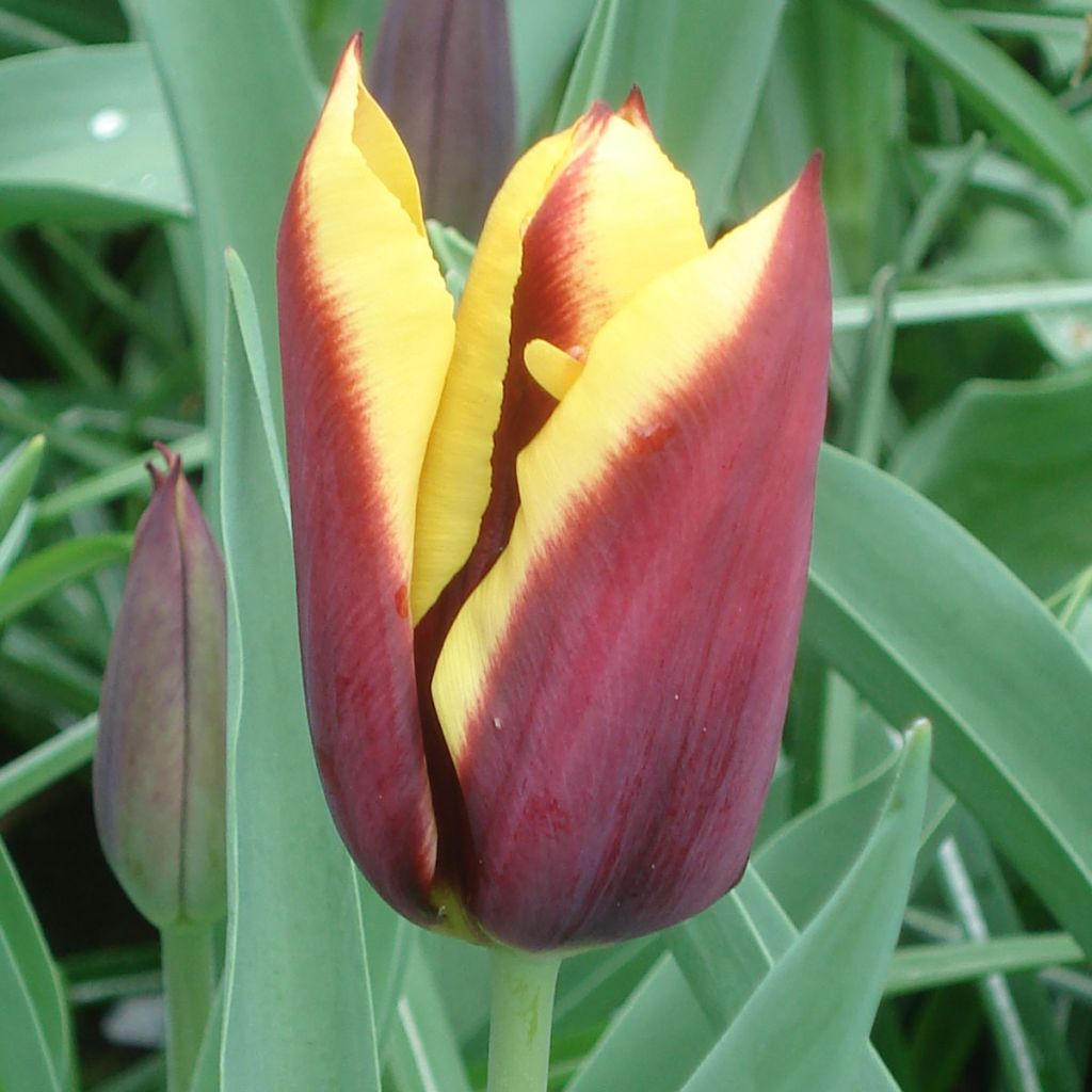 Tulipe Triomphe Gavota