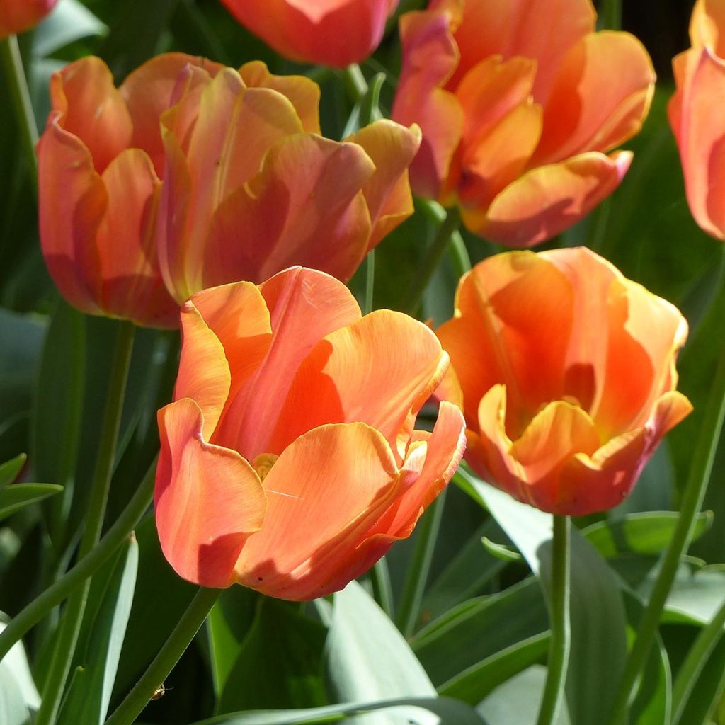 Tulipe Triomphe Jimmy*