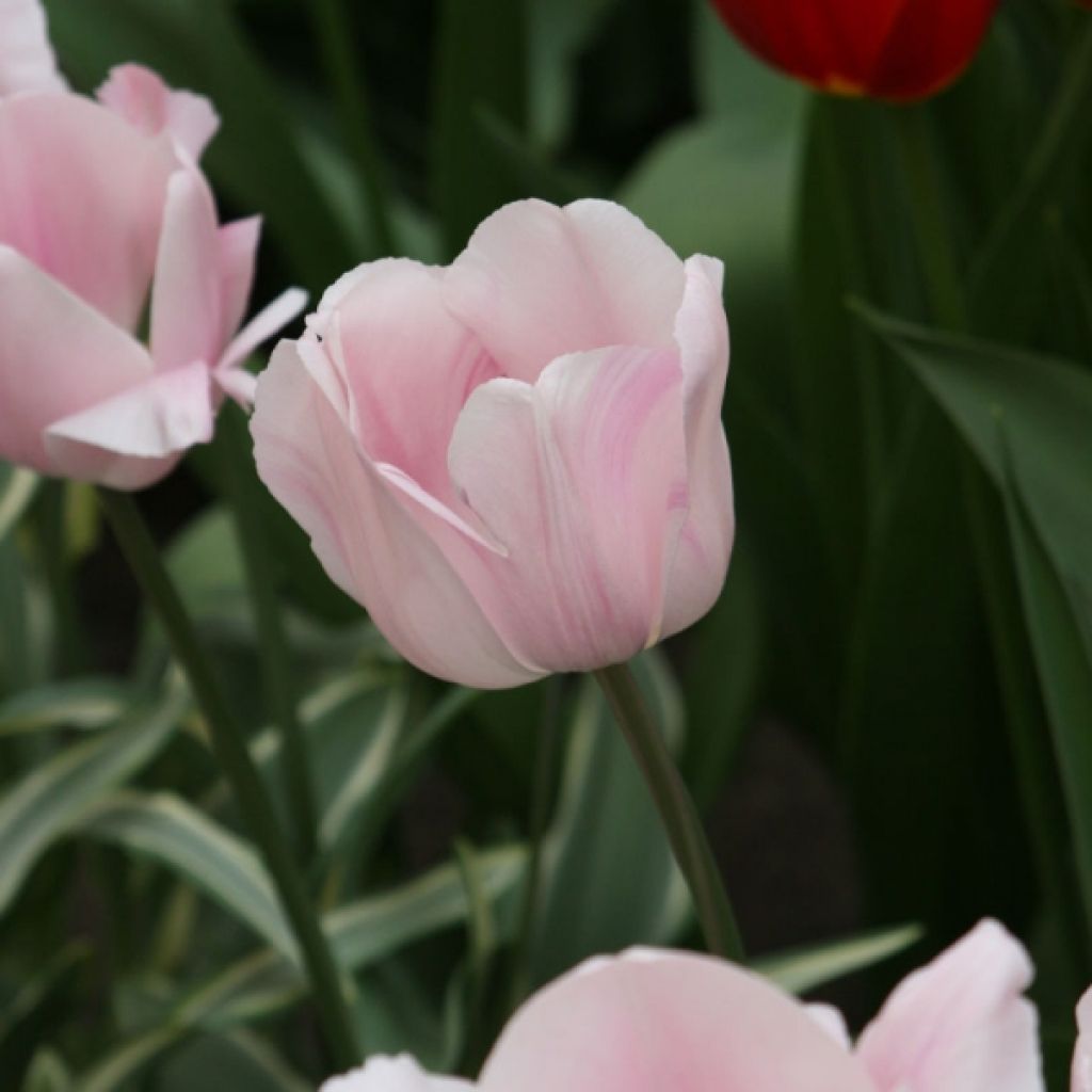 Tulipe Triomphe Tropical Lady