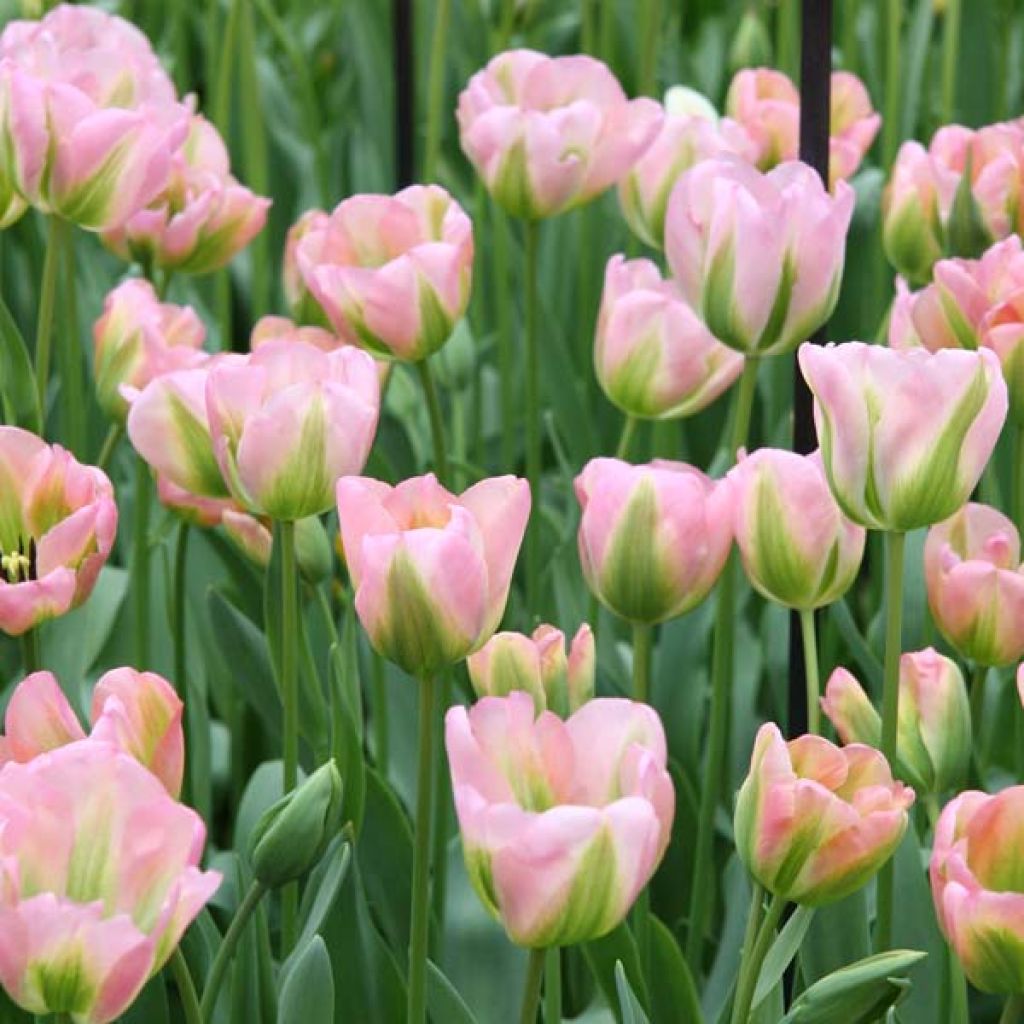 Tulipe Viridiflora Groenland