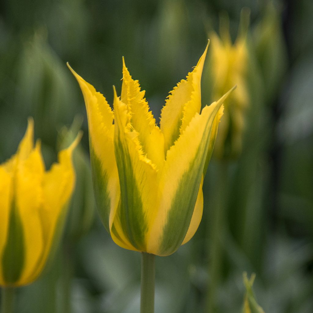 Tulipe viridiflora (Fleur de lis) Green Mile