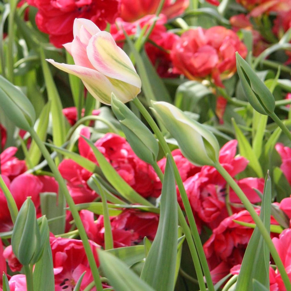 Tulipe viridiflora Florosa