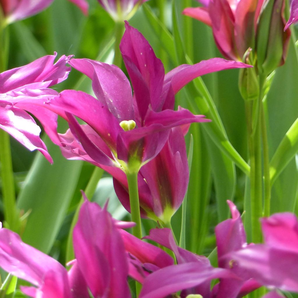 Tulipe viridiflora Purple Doll