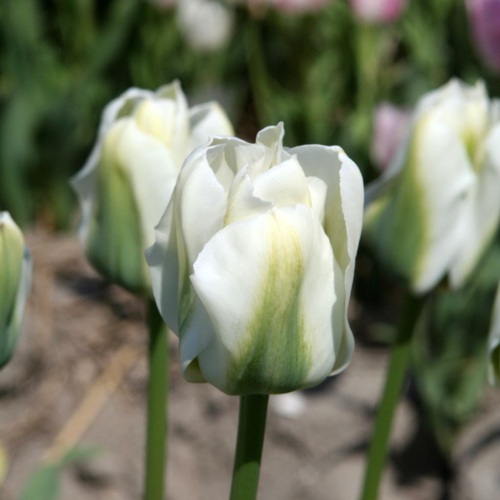 Tulipano Viridiflora Twilight Princess