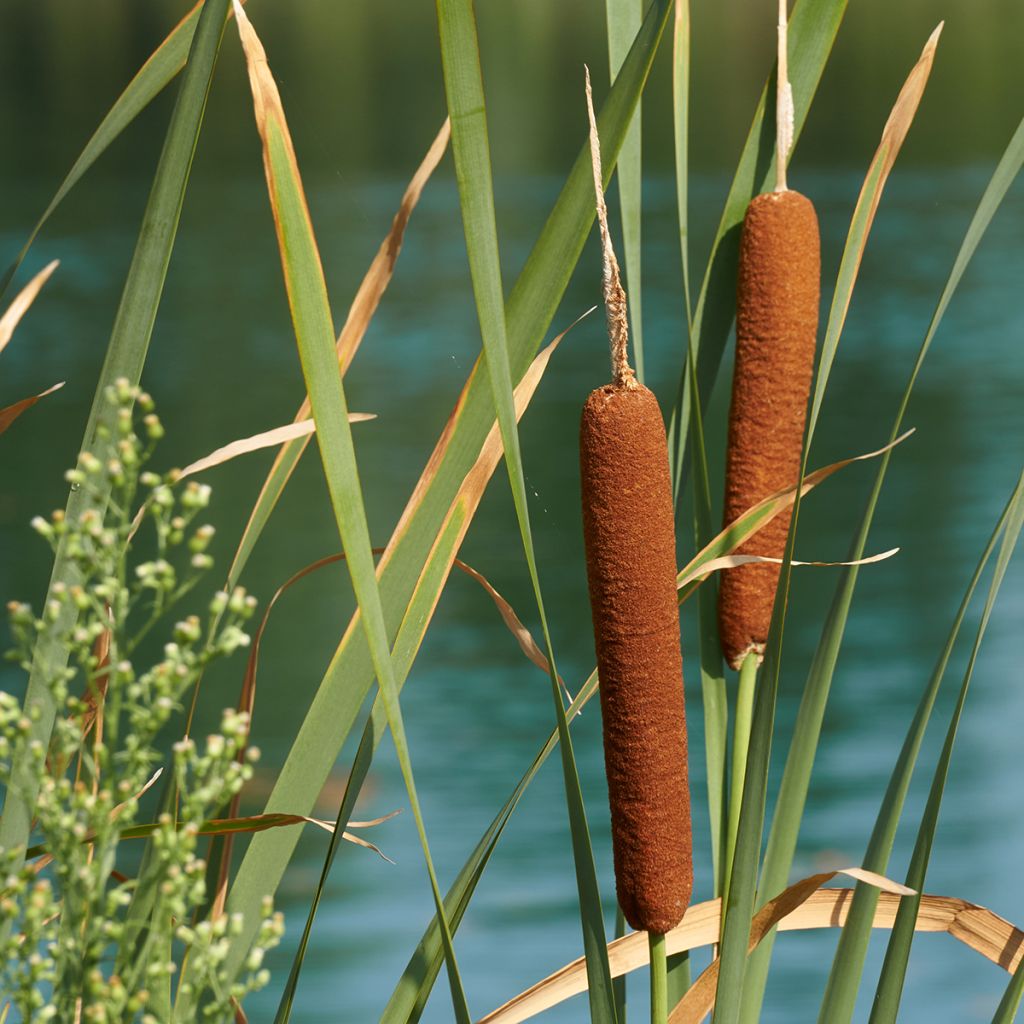 Typha latifolia - Lisca maggiore