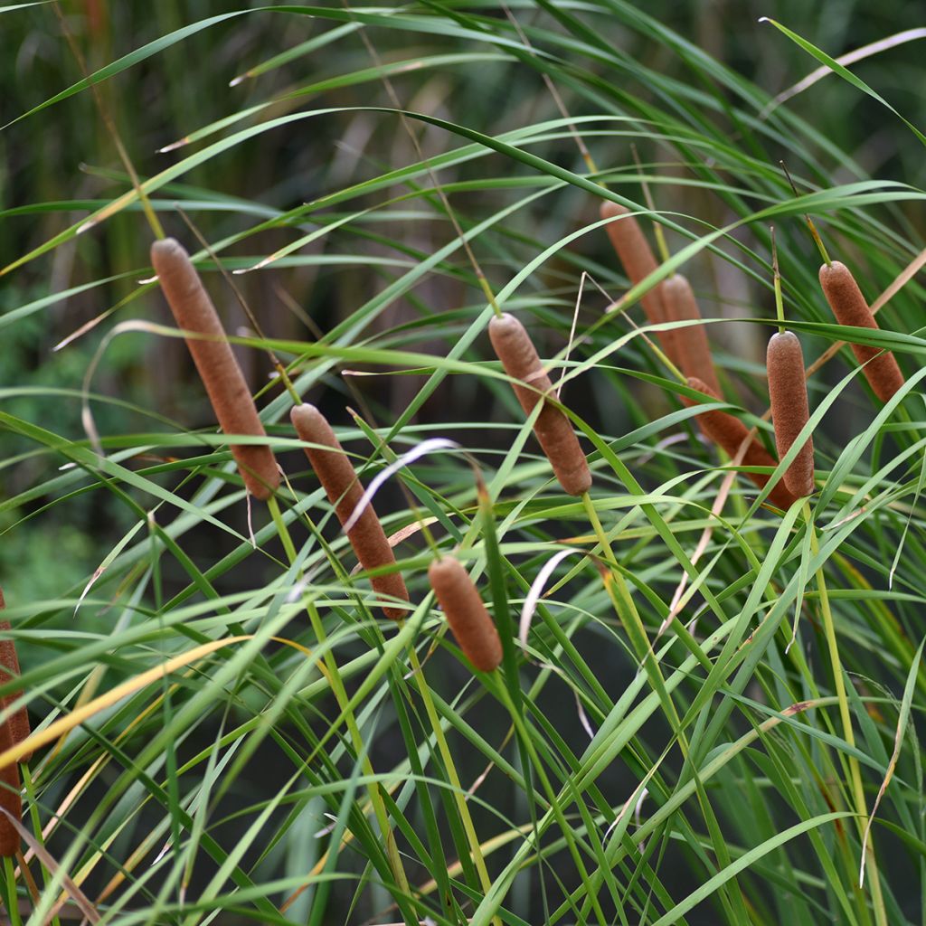 Typha latifolia - Lisca maggiore