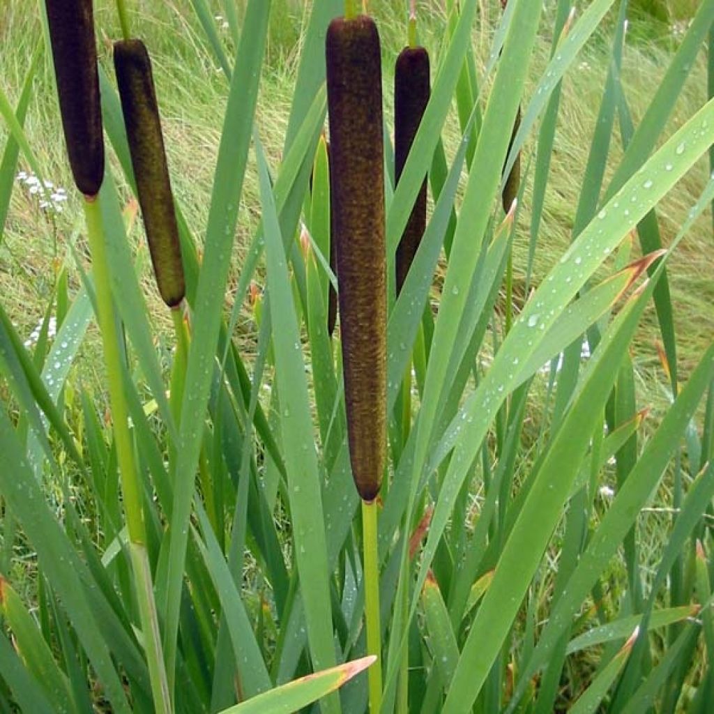 Typha latifolia, Massette