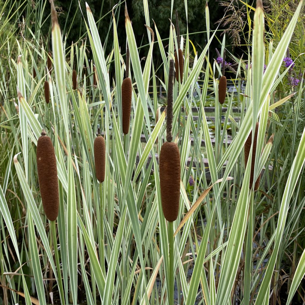 Typha latifolia Variegata - Lisca maggiore