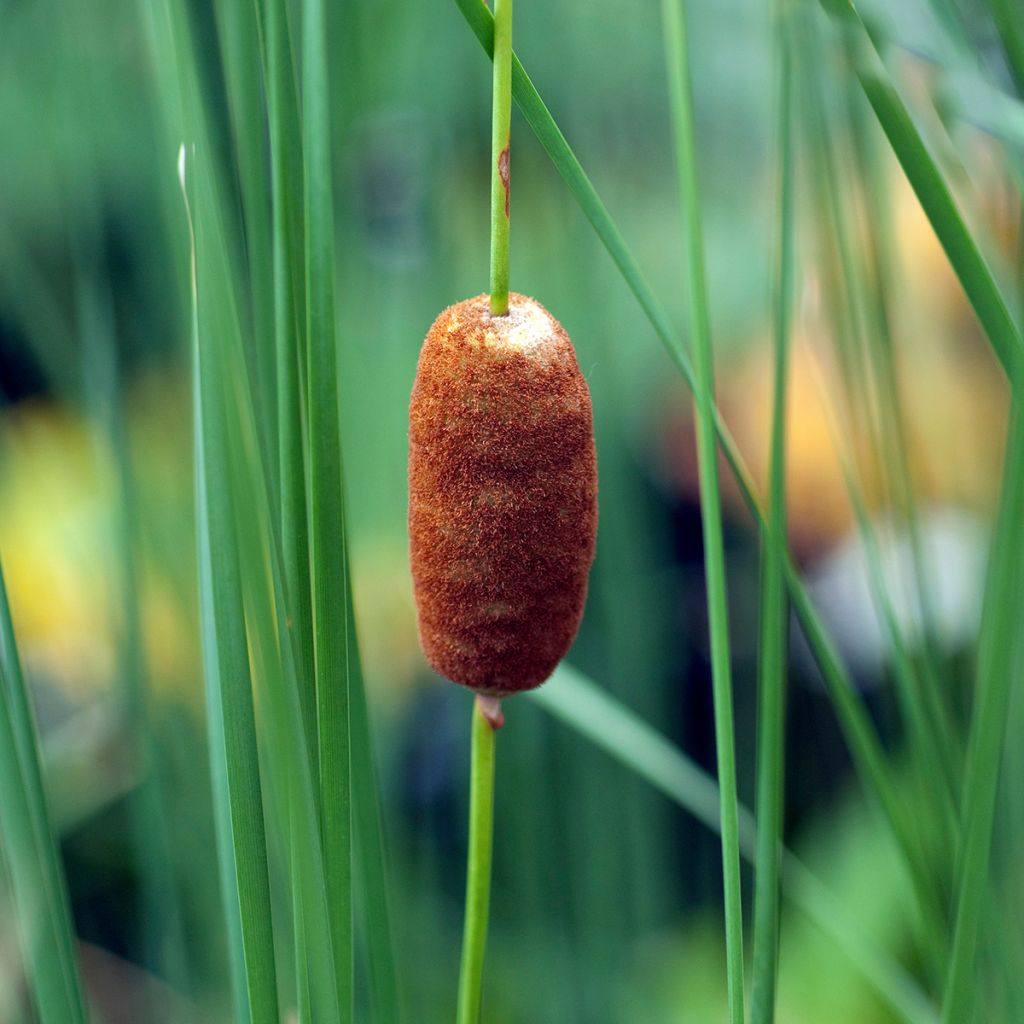 Typha laxmannii - Lisca di Laxmann