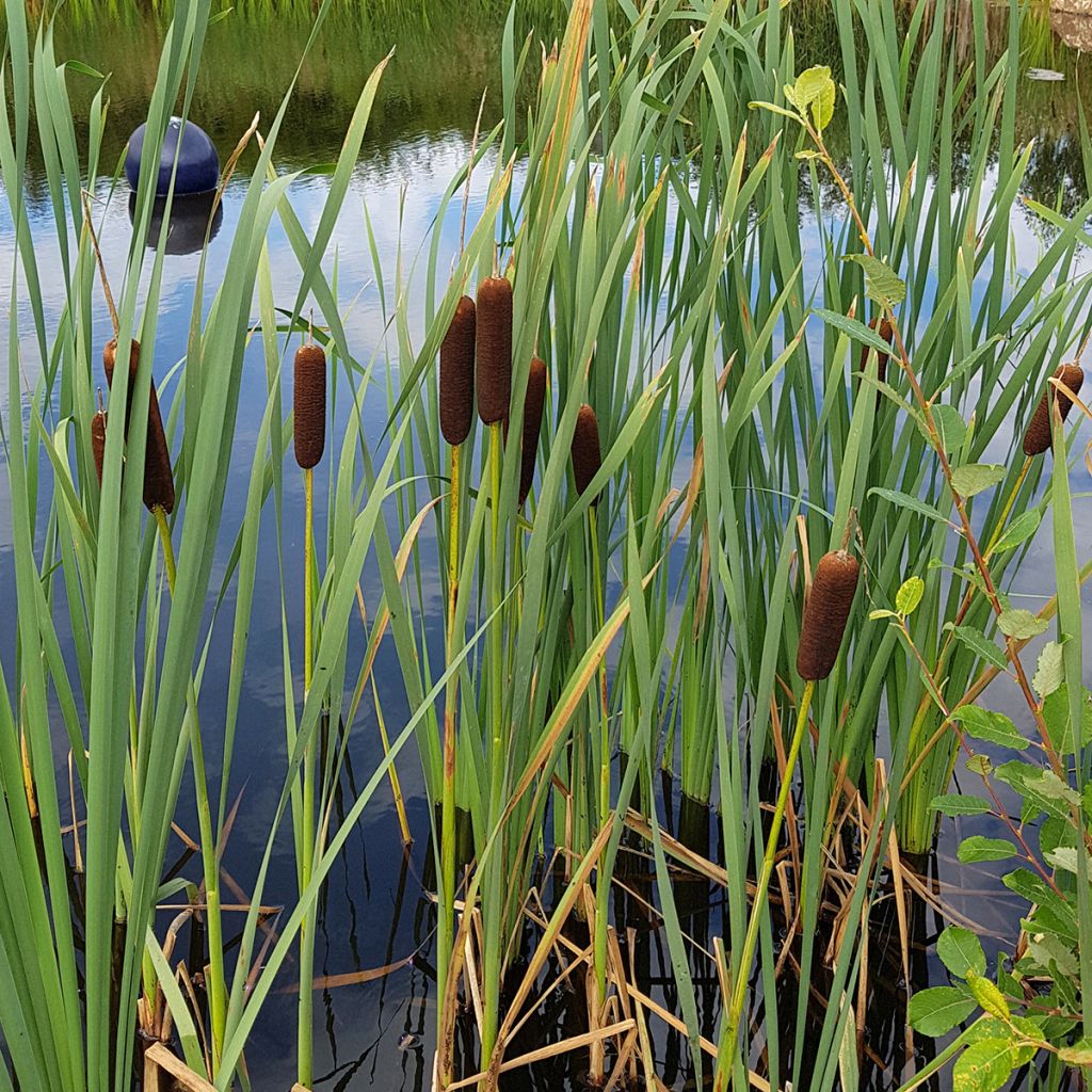 Typha laxmannii - Lisca di Laxmann