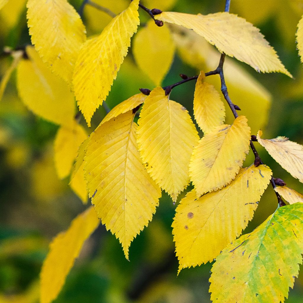 Ulmus pumila Beijing Gold - Olmo siberiano