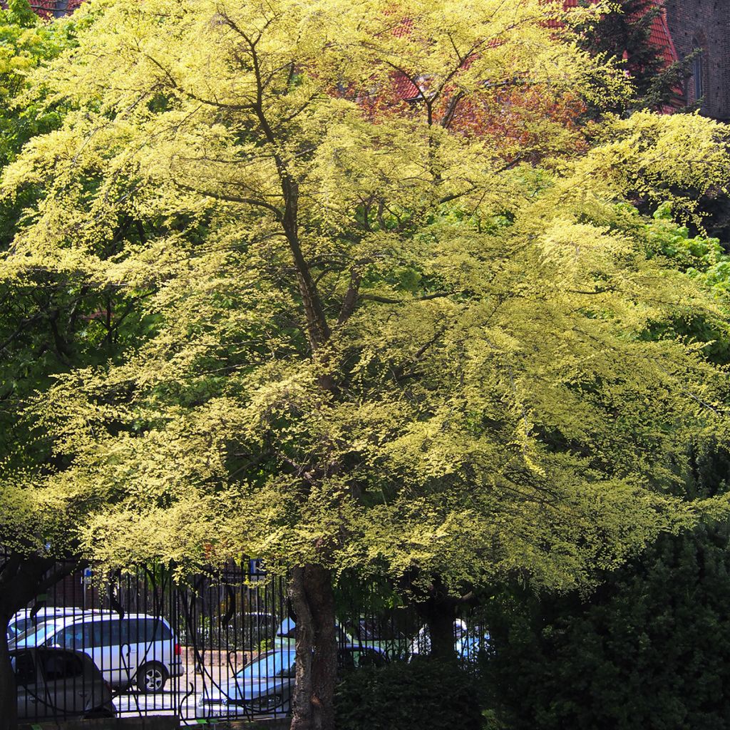 Ulmus parvifolia Geisha - Olmo chinese