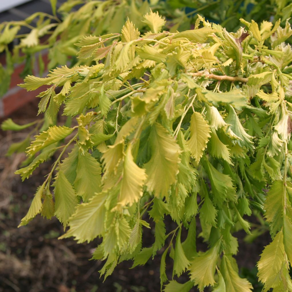 Ulmus  minor Viminalis Aurea - Olmo comune