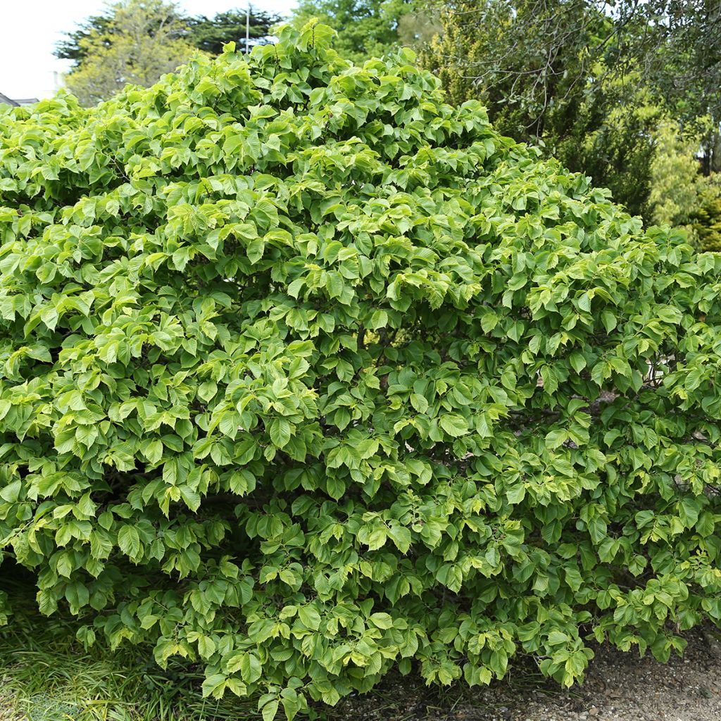 Ulmus glabra Nana - Olmo di montagna