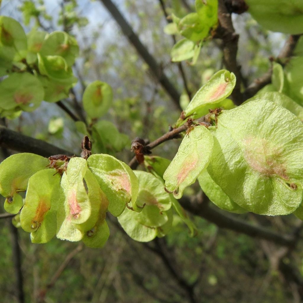 Ulmus carpinifolia Pendula - Olmo piangente