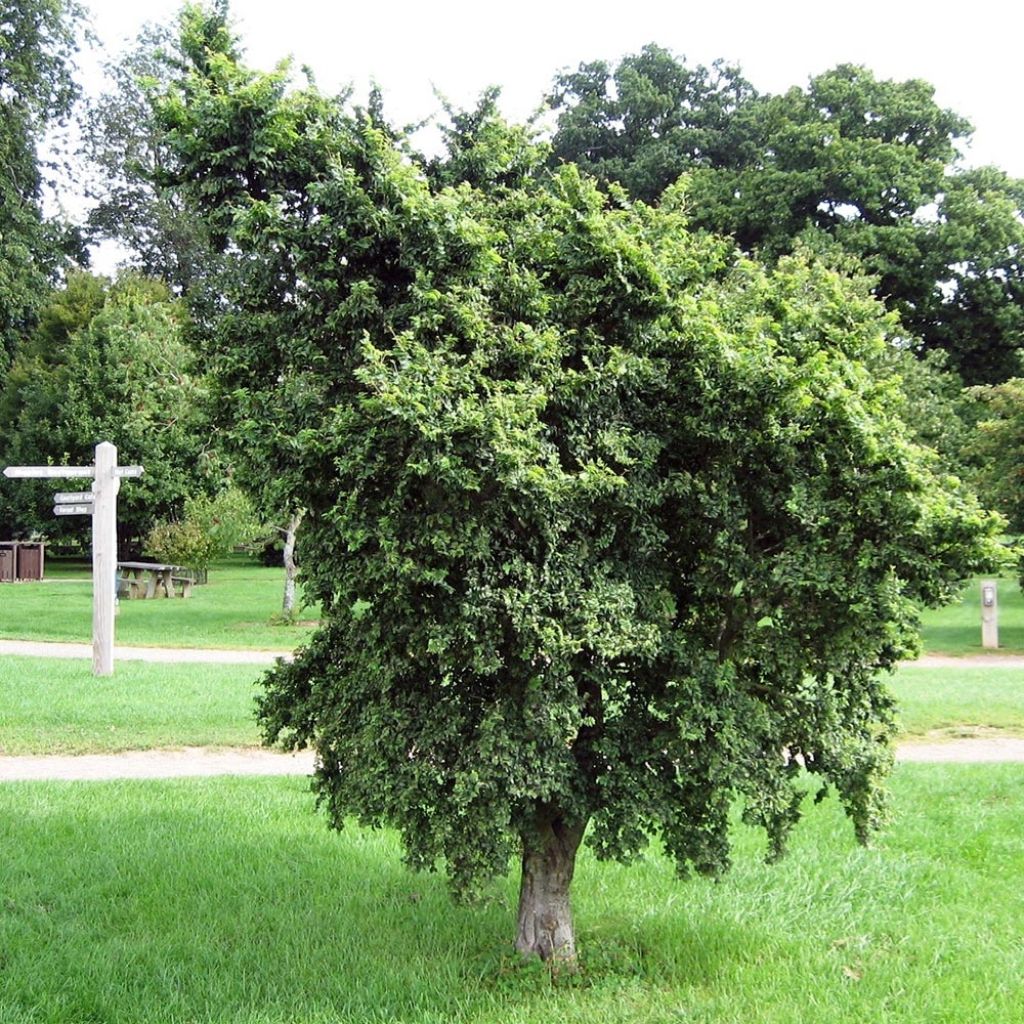 Ulmus carpinifolia Pendula - Olmo piangente