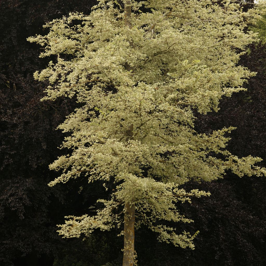 Ulmus minor Argenteovariegata - Olmo comune