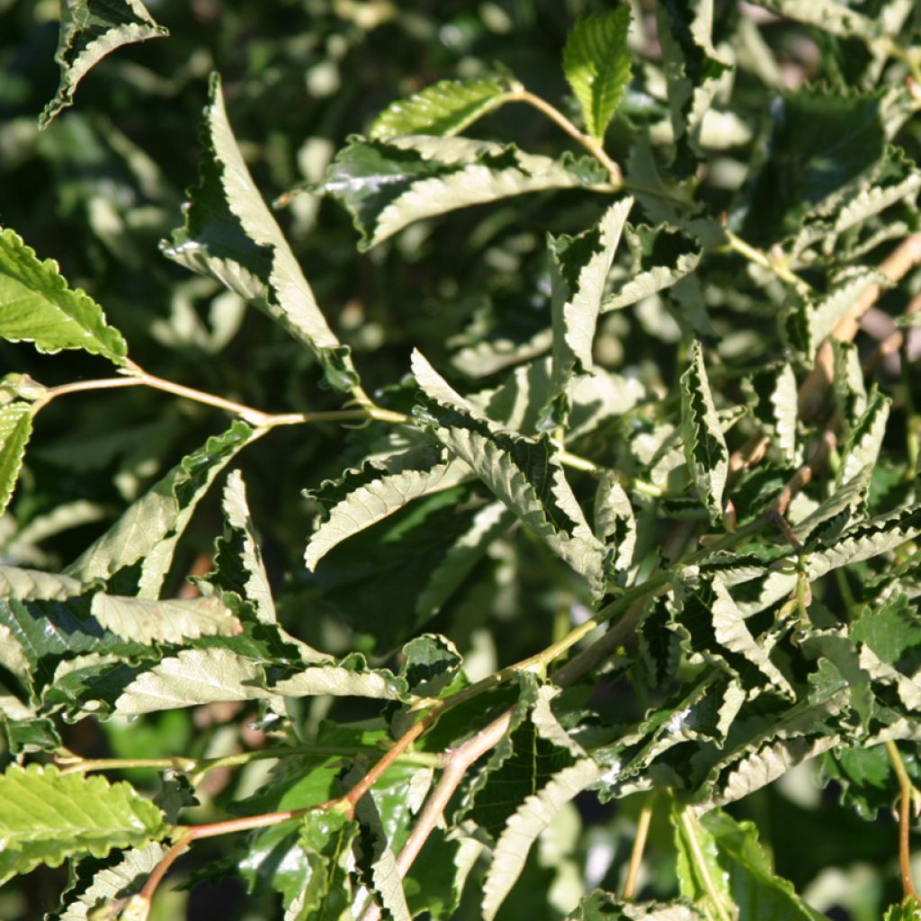 Ulmus minor Webbiana- Olmo comune