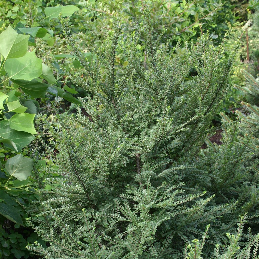 Ulmus parvifolia Seiju - Olmo chinese