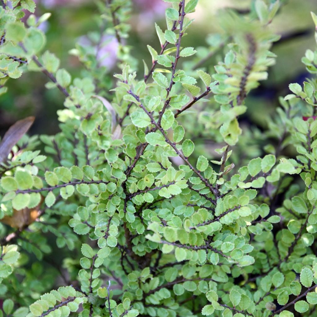 Ulmus parvifolia Seiju - Olmo chinese