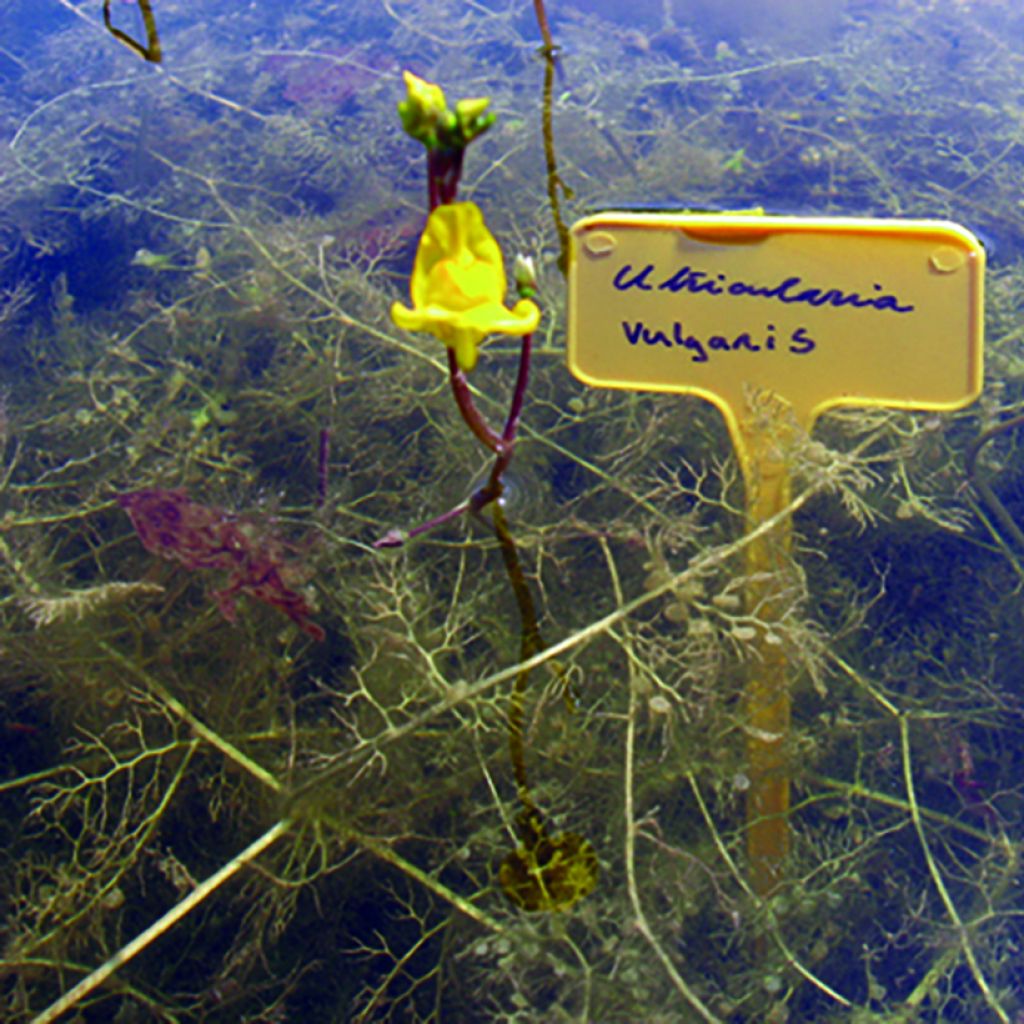 Utricularia vulgaris - Erba-vescica comune