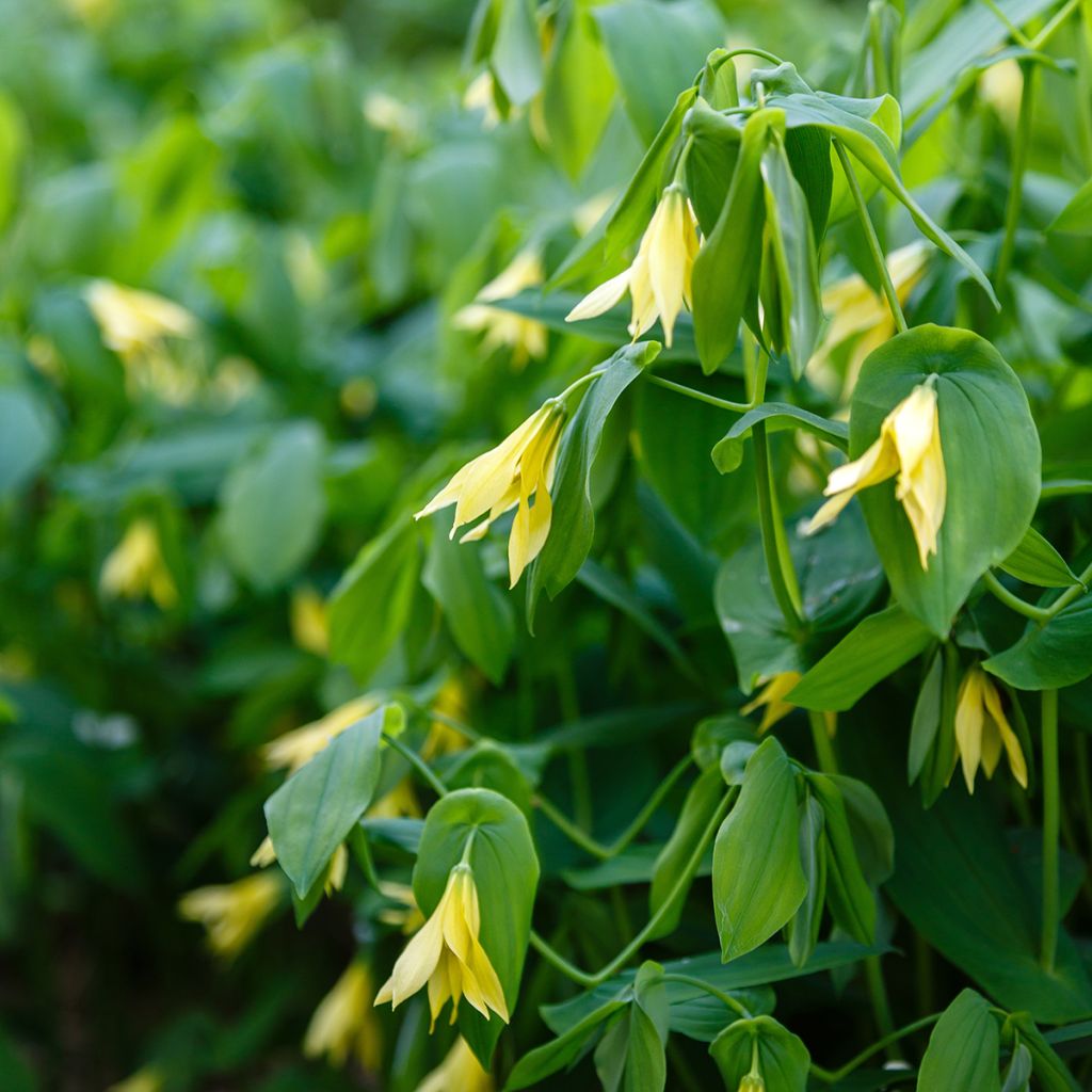 Uvularia grandiflora