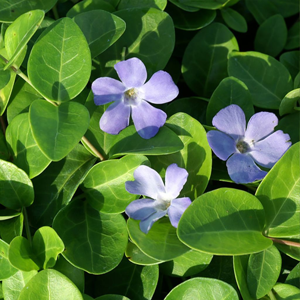 Vinca minor Grüner Teppich - Pervinca minore