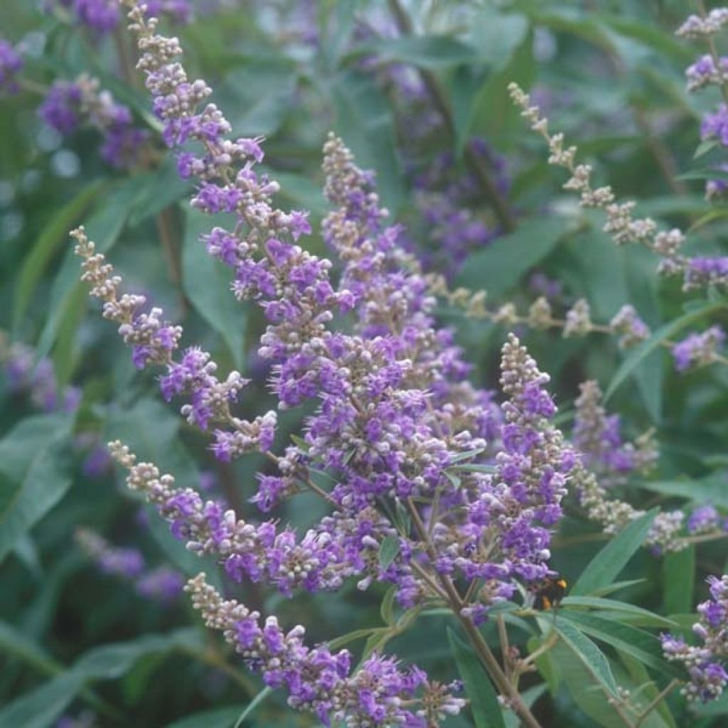 Vitex agnus castus Latifolia, Gattilier à grandes feuilles