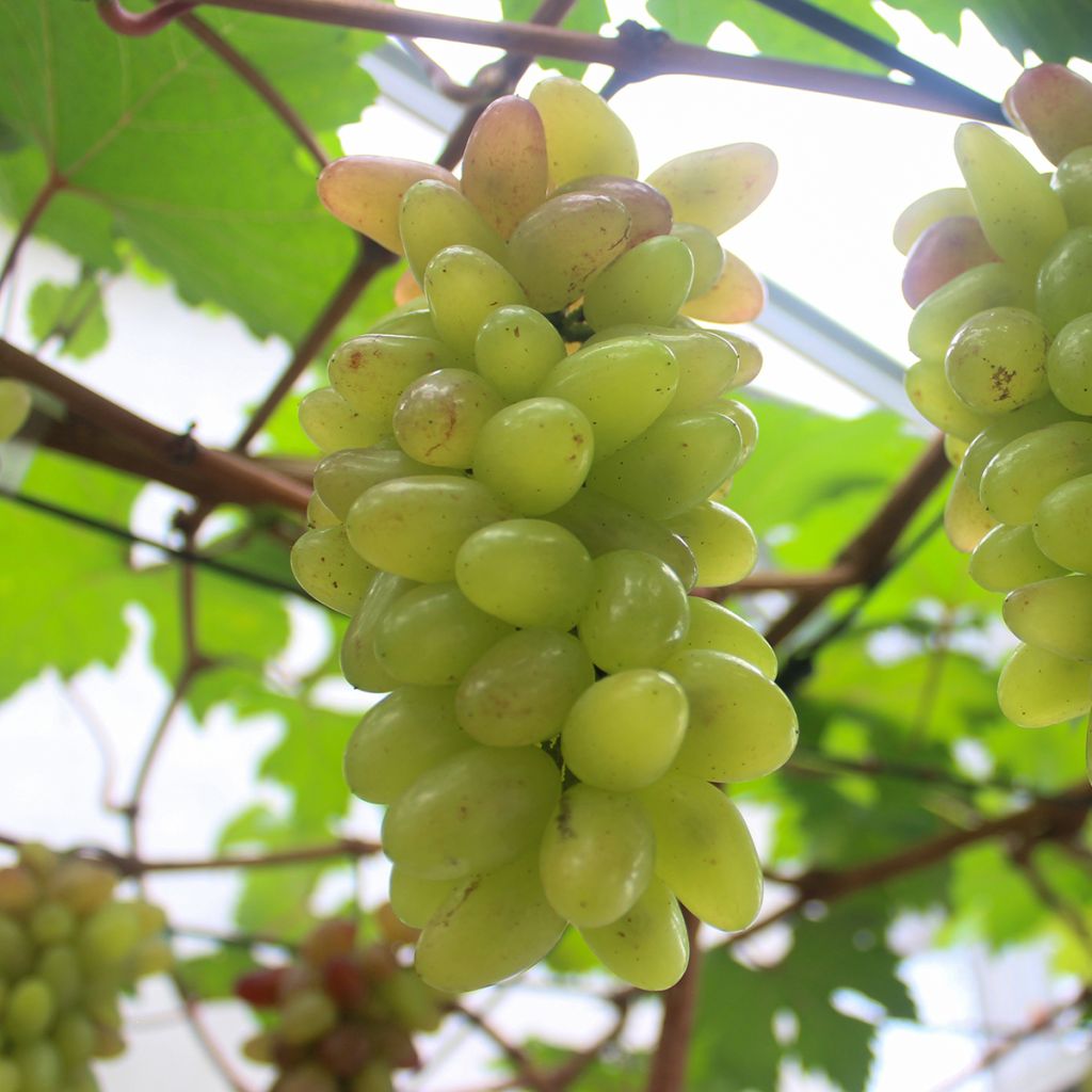 Vite da tavola Pizzutello Bianco, Cornichon blanc