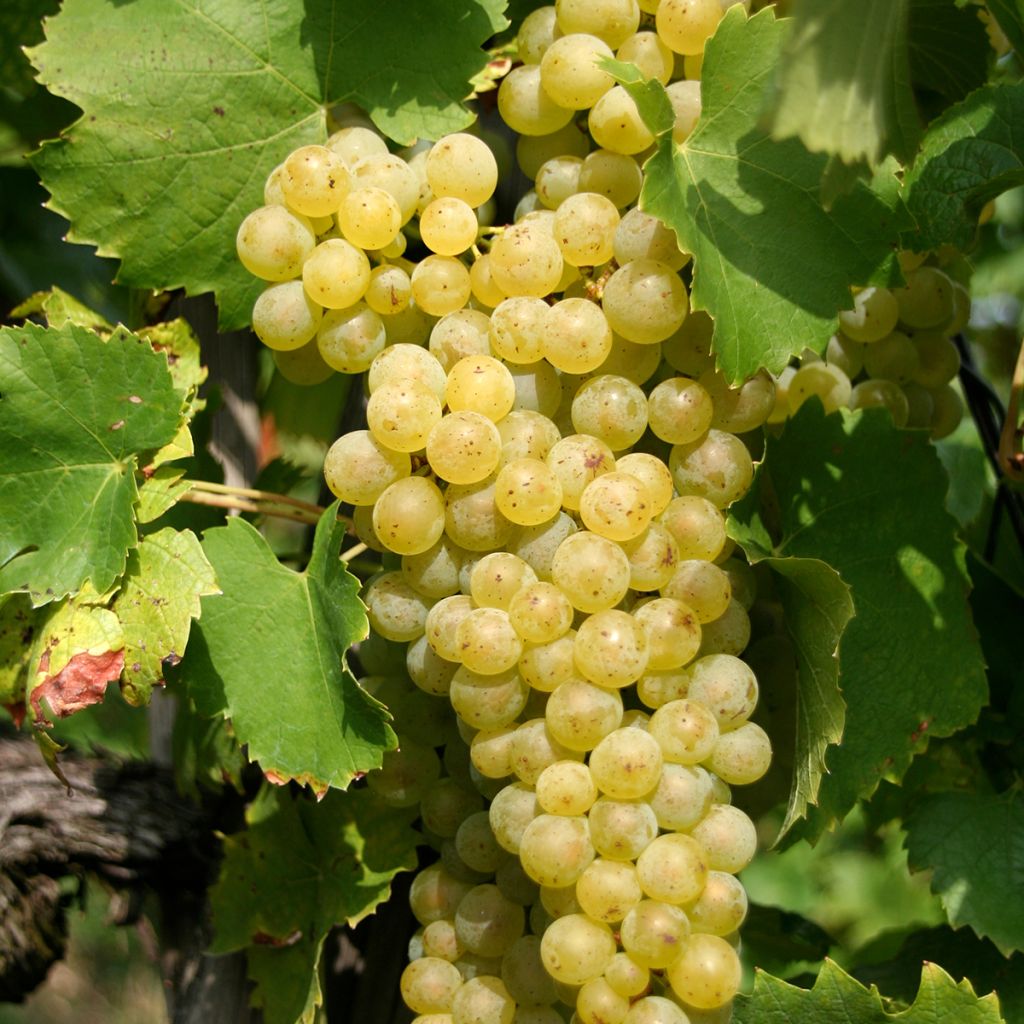 Vite Vermentino bianco