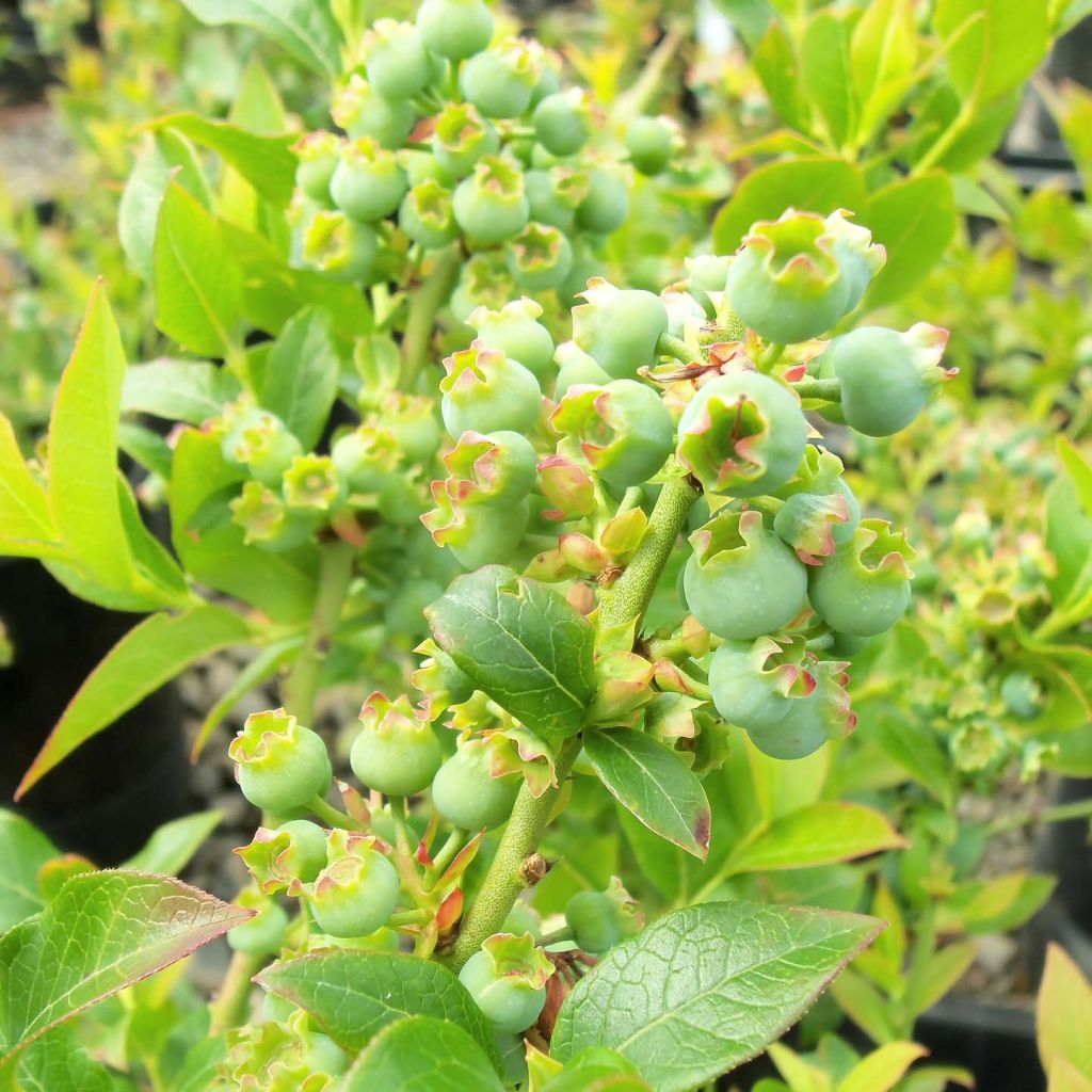 Vaccinium Tophat - myrtillier d'Amérique