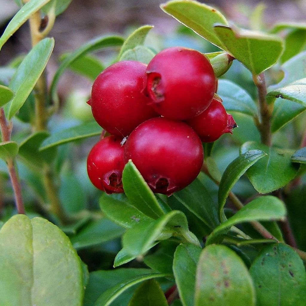 Vaccinium vitis idaea Bio - Mirtillo rosso