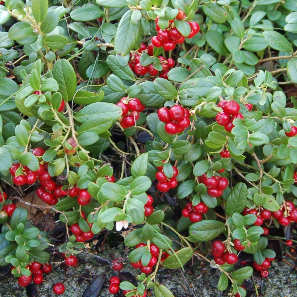 Vaccinium vitis idaea Bio - Mirtillo rosso