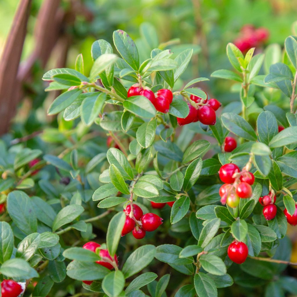 Mirtillo rosso - Vaccinium vitis-idaea Koralle